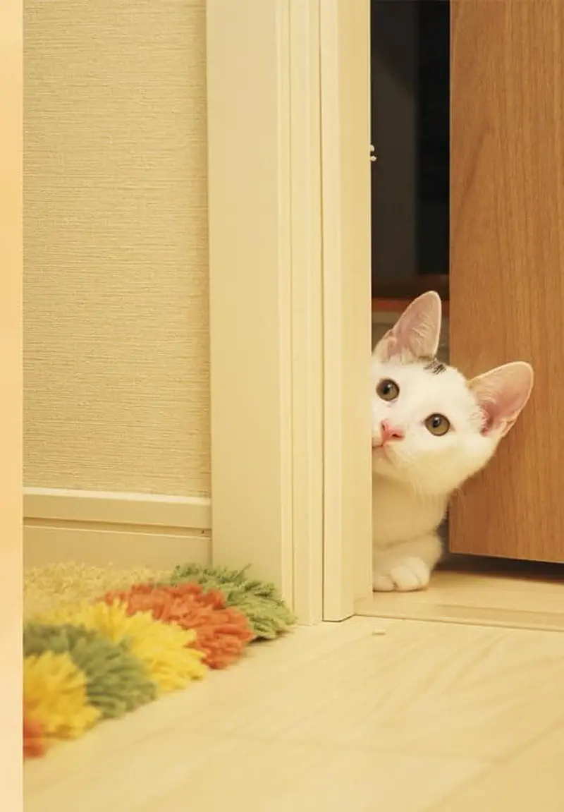 A white kitten with a pink nose peeks curiously around a doorway at a colorful shaggy rug on a wooden floor.