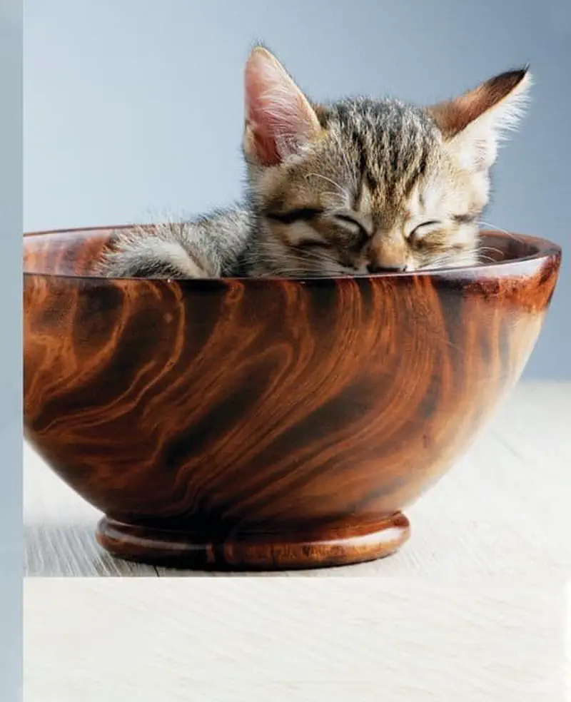 A tiny tabby kitten sleeps peacefully curled up inside a polished wooden bowl on a table.