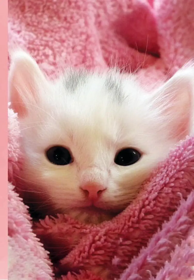 An adorable white kitten with big dark eyes is wrapped snugly in a soft pink towel looking at the camera.