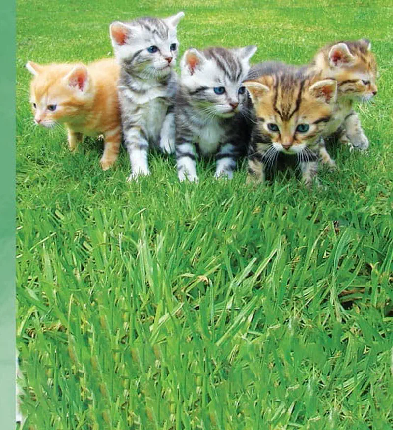 Five kittens of different colors - orange, grey tabby, and striped - walk together through bright green grass.