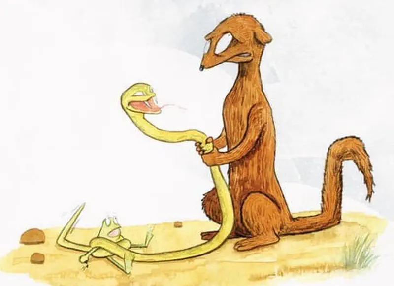A mongoose holds a hissing yellow snake on sandy ground while a small frog lies exhausted nearby.