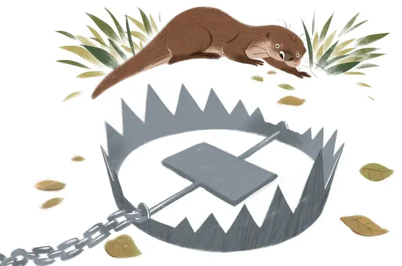 Worried otter crouches behind grass near a dangerous metal animal trap with sharp teeth and chain.