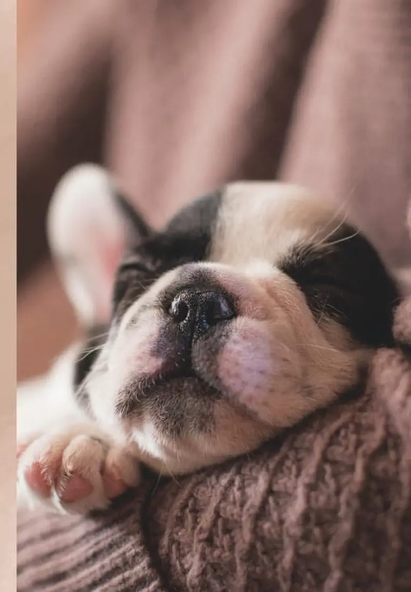 A black and white French bulldog puppy sleeps peacefully with its paw stretched out on a knit blanket.