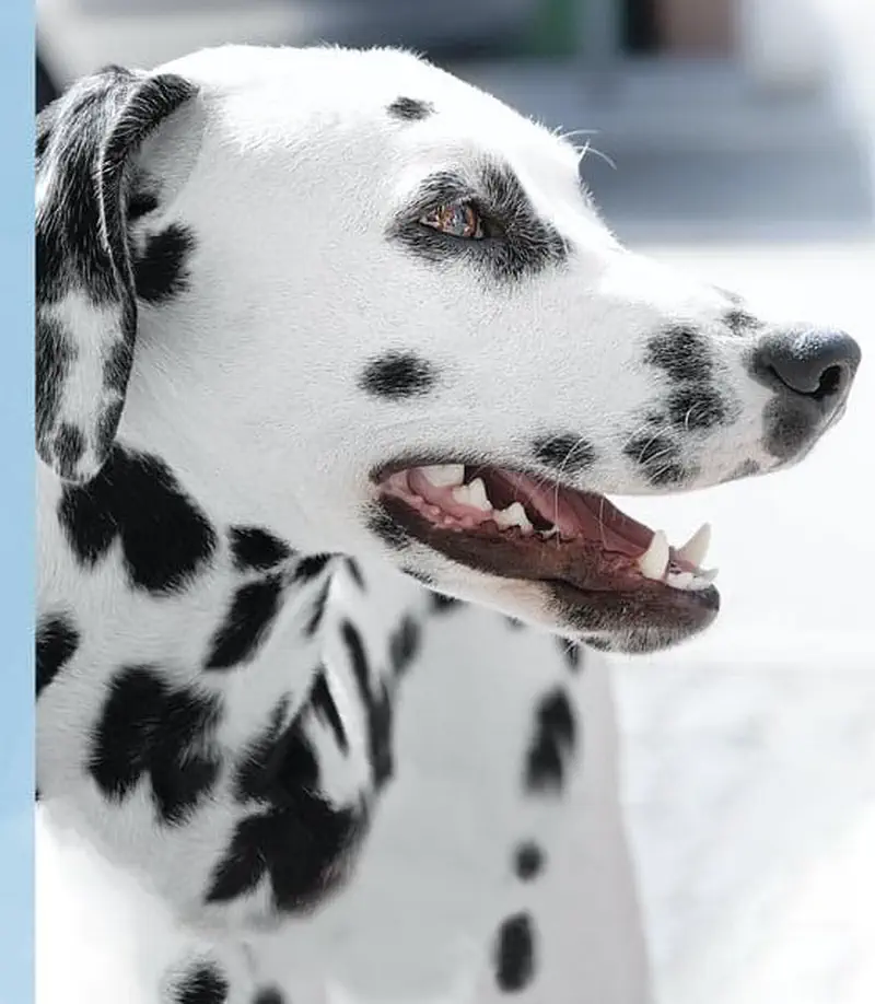 A white Dalmatian dog with black spots has its mouth open happily in a side profile portrait.