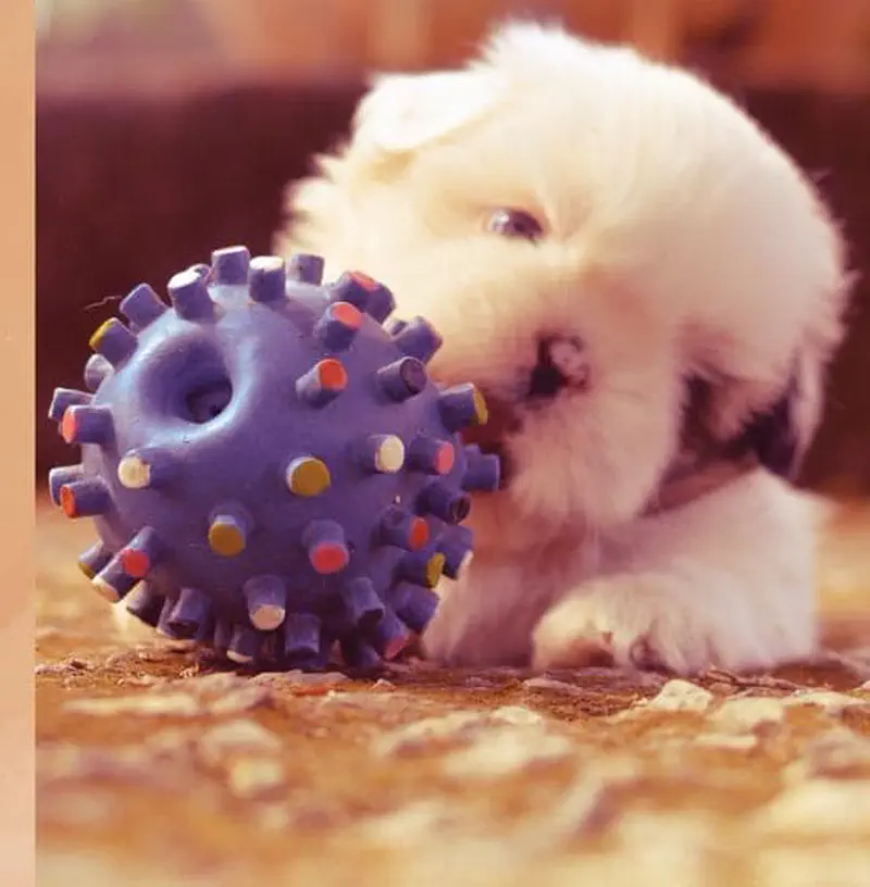 A small fluffy white puppy sniffs and plays with a purple spiky ball toy on a carpet.