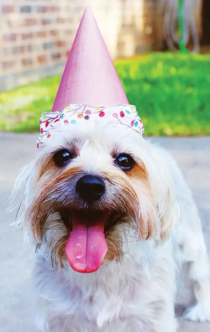 A fluffy white and tan dog wearing a pink party hat sticks out its tongue happily outdoors.