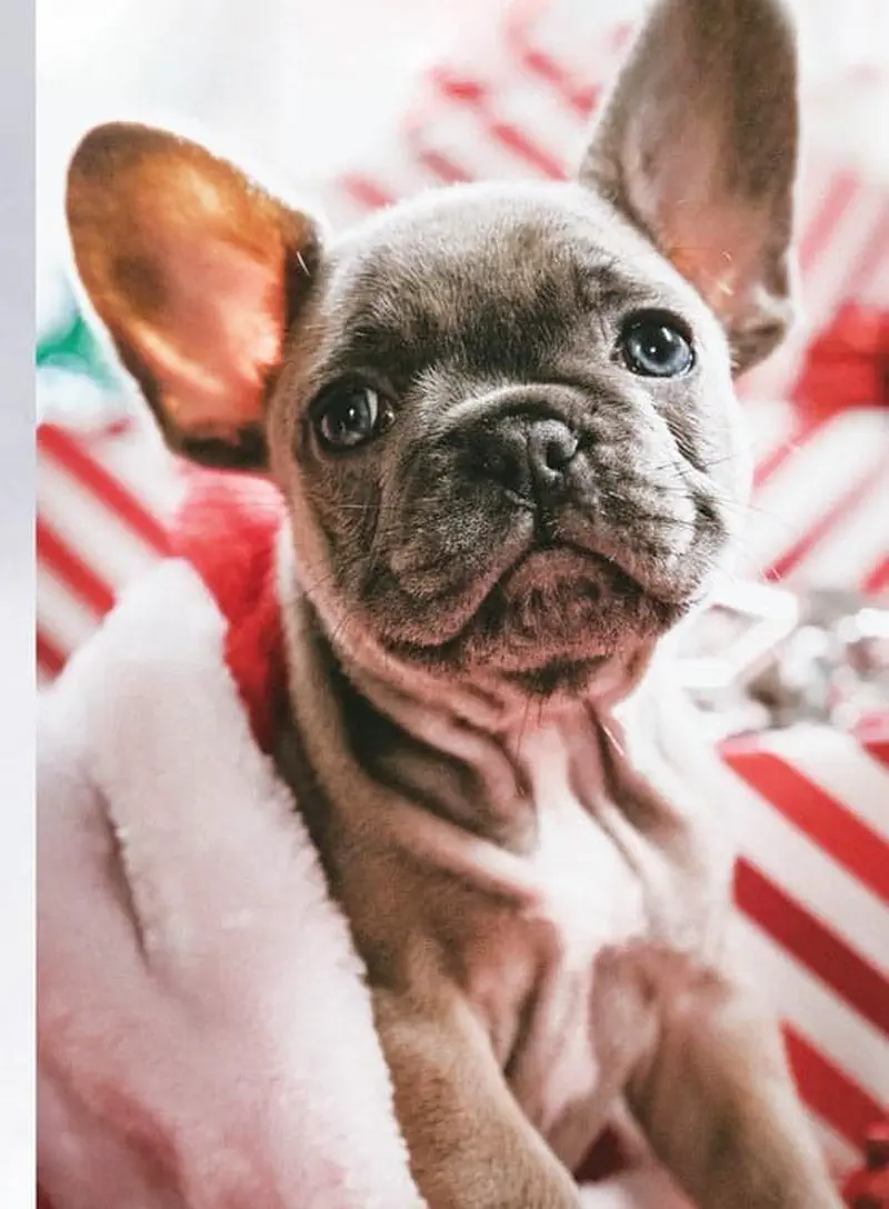 A gray French bulldog puppy with big ears looks up sweetly wrapped in a soft pink and white blanket.