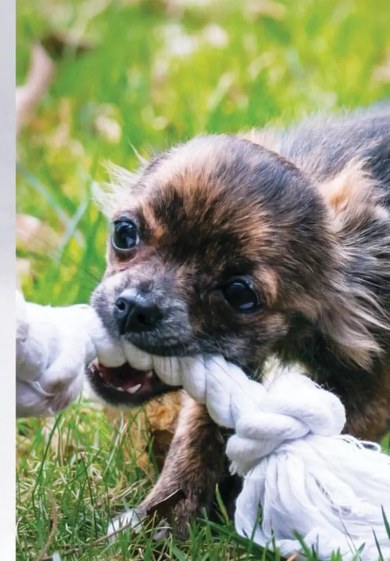 A small brown furry puppy plays tug of war with a white rope toy in the grass.