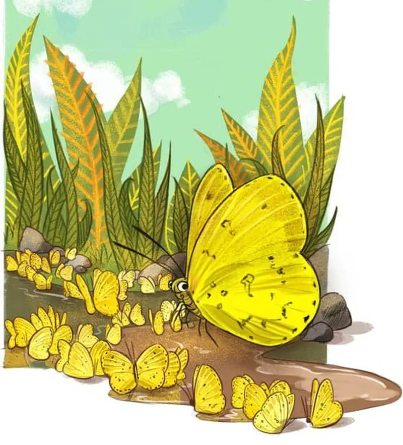 Many yellow grass butterflies gather around a muddy puddle to drink water, with tall green and yellow foliage in the background.