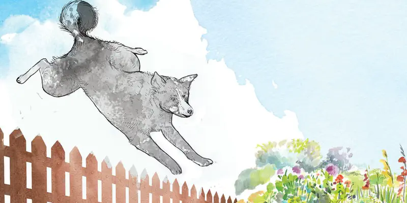 A gray dog leaps gracefully over a brown wooden fence toward a colorful garden with bushes and flowers.