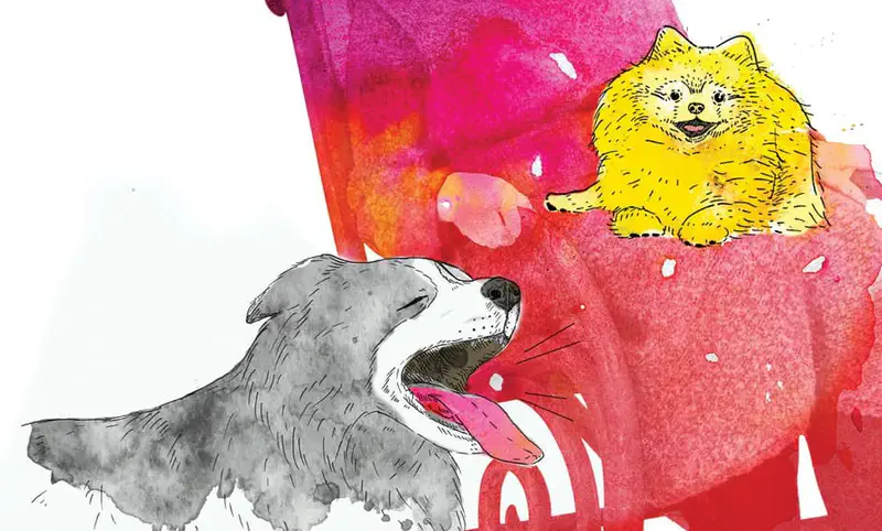 A gray dog barks happily with tongue out while a fluffy yellow Pomeranian sits on a pink chair.