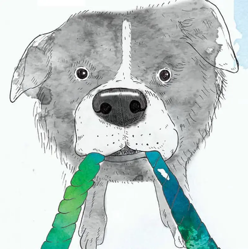 Close-up of a gray and white dog's face holding a green and blue rope toy in its mouth.