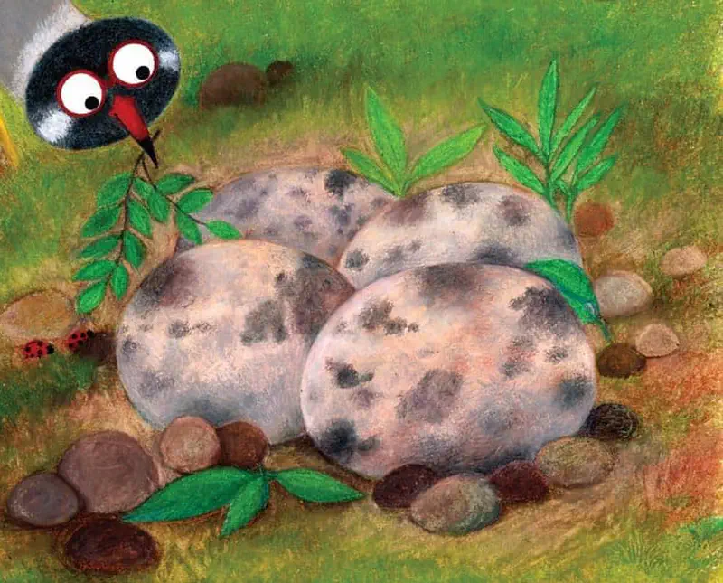 A black and white lapwing bird with red eyes and beak looks down at four speckled eggs in a grassy nest surrounded by stones and leaves.