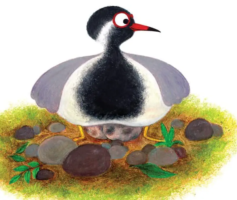 A black and white lapwing bird sits on its nest made of grass and pebbles, incubating eggs with its wings spread wide.