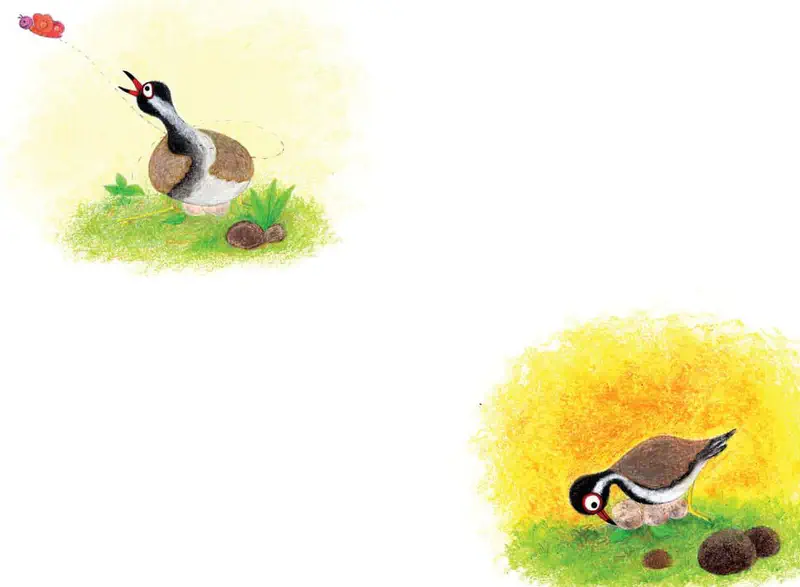 Two scenes showing a lapwing bird calling out while sitting on eggs, and then pecking at the ground near its nest.