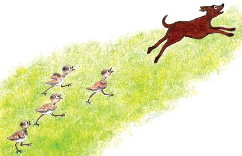 Four baby chicks run across a grassy path following a brown dog who leaps ahead of them.