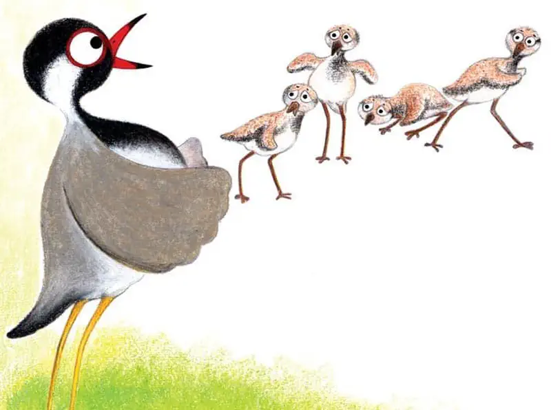 The mother lapwing bird stands with wings spread wide as four baby chicks approach her on the grass.