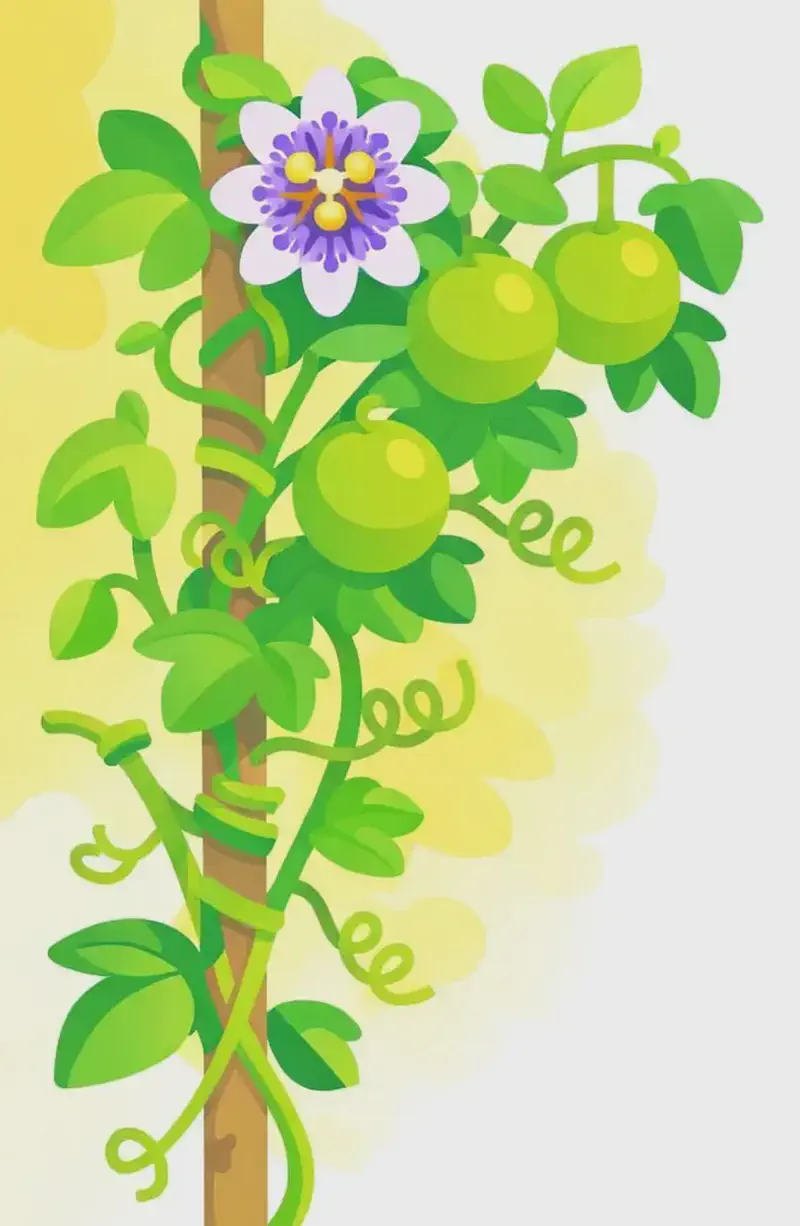 On the left side of the image, a lush passionflower vine climbs upward in a watercolour botanical illustration style. The vine features bright green stems with distinctive spiral tendrils (curls) that coil tightly around supporting stems and stakes, clearly showing how they grip and cling. Round green fruits and broad green leaves fill the upper-left corner, while a single purple-and-white passionflower blooms near the top left. The right side of the image is plain white background, open for text. The scene is set outdoors in bright, natural daylight with a warm yellowish wash behind the plant.
