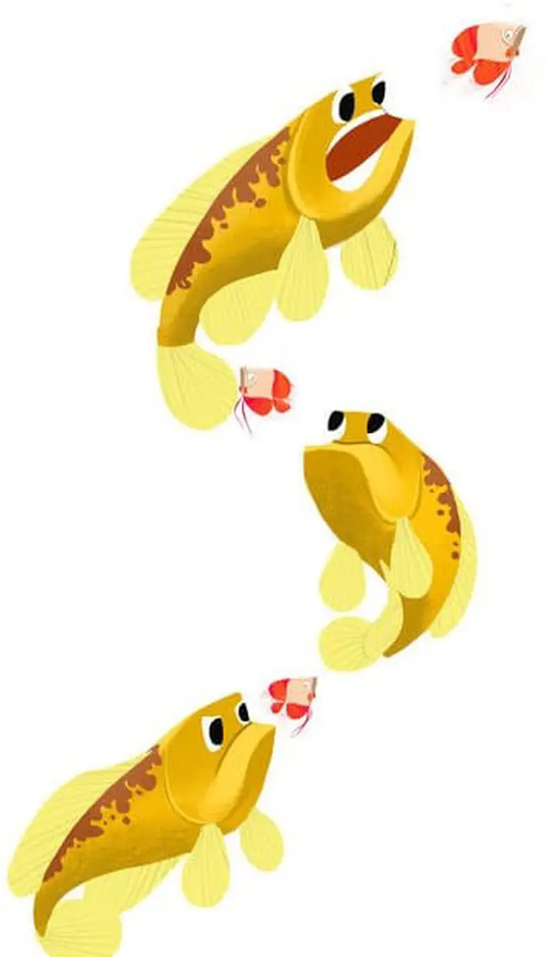 Three yellow carp at different angles chasing small red fish