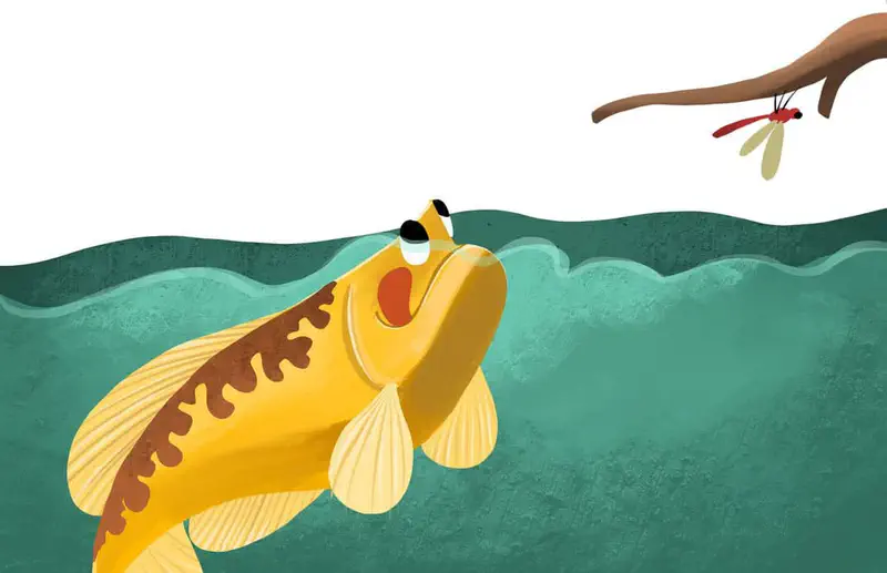 Yellow carp looking up at red dragonfly resting on branch above water