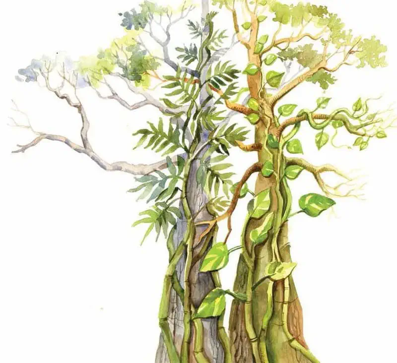 Tall trees with thick vines climbing their trunks, featuring various green leaves wrapping around the bark in a watercolor style.