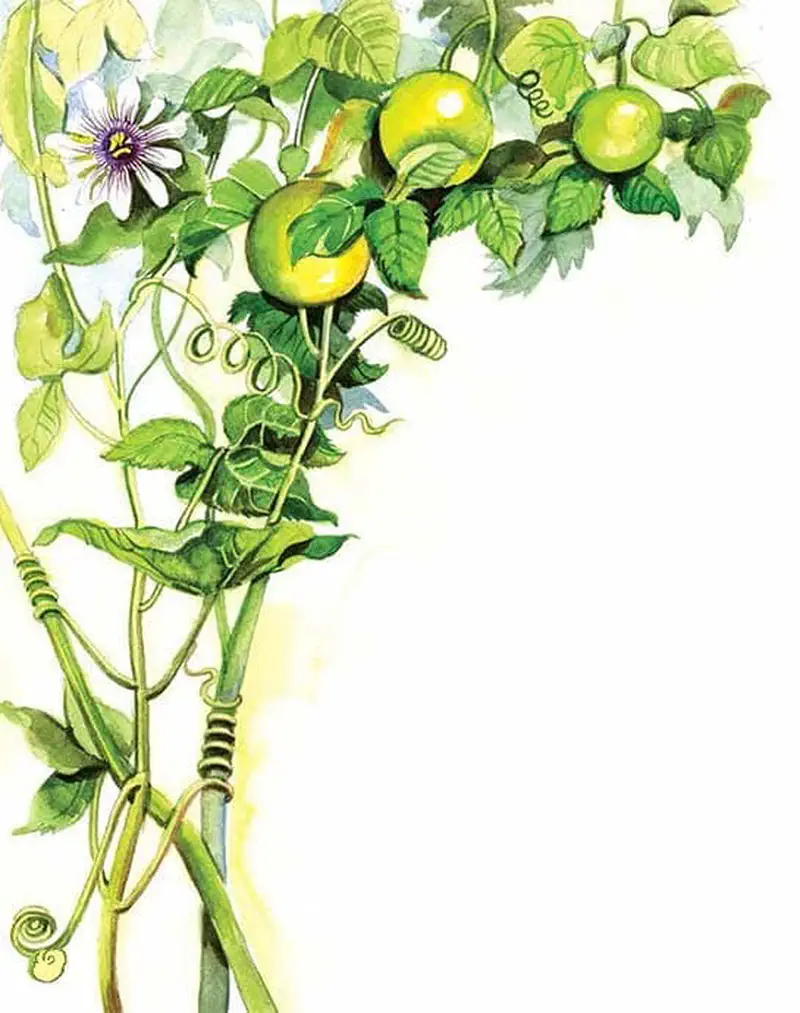 A passion fruit vine with curling tendrils, green fruit, and a purple passion flower bloom in watercolor illustration.