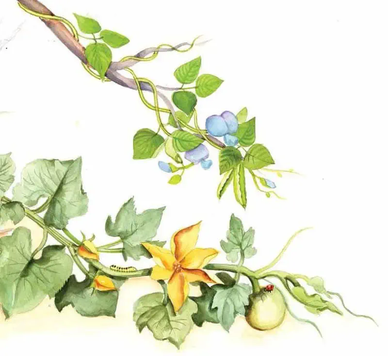 Vines with blue flowers climbing a branch above squash vines with yellow flowers, a small green fruit, caterpillar, and ladybug.