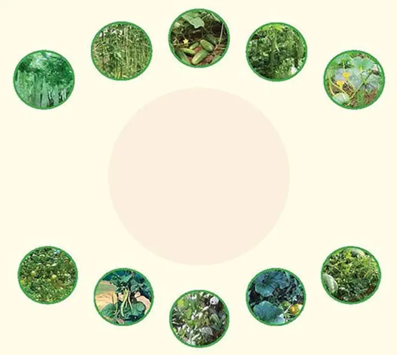 Twelve circular photographs of different vine plants arranged in a circle, showing various vegetables and climbing plants in gardens.