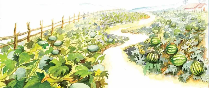 A farm path winding between melon and watermelon fields with sprawling vines, wooden fences, and a farmhouse in the distance.