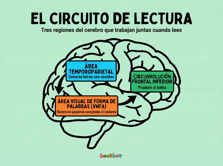 Ilustración del circuito de lectura del cerebro mostrando tres regiones clave