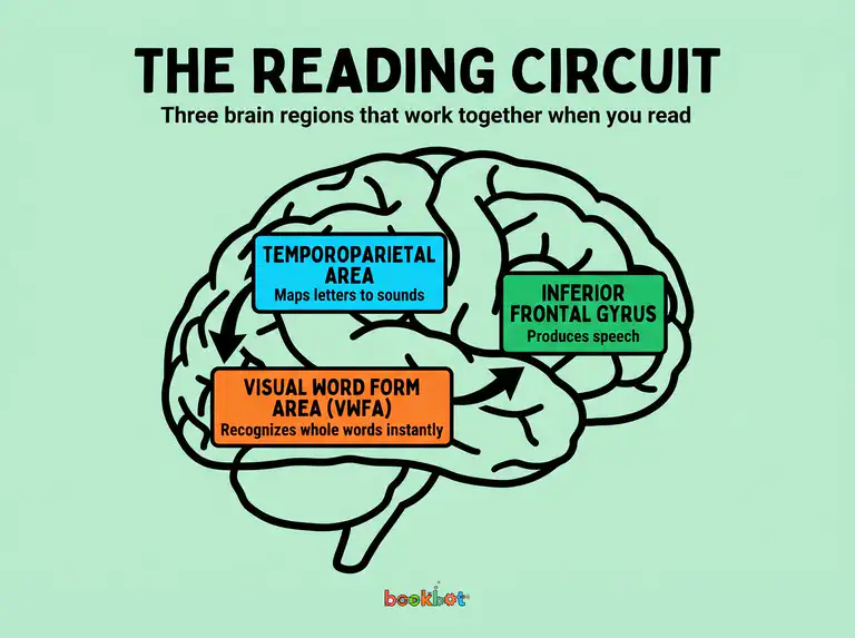 Illustration of the brain&rsquo;s reading circuit showing three key regions