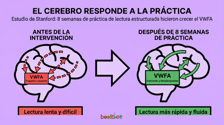 Gráfico que muestra cambios cerebrales antes y después de la intervención de lectura